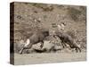 Two Bighorn Sheep (Ovis Canadensis) Rams Butting Heads, Clear Creek County, Colorado, USA-James Hager-Stretched Canvas