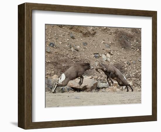 Two Bighorn Sheep (Ovis Canadensis) Rams Butting Heads, Clear Creek County, Colorado, USA-James Hager-Framed Photographic Print