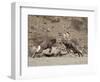 Two Bighorn Sheep (Ovis Canadensis) Rams Butting Heads, Clear Creek County, Colorado, USA-James Hager-Framed Photographic Print