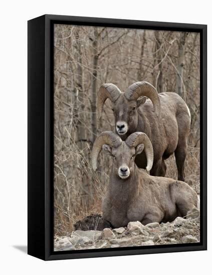 Two Bighorn Sheep (Ovis Canadensis) Rams During the Rut, Clear Creek County, Colorado, USA-James Hager-Framed Stretched Canvas