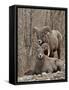 Two Bighorn Sheep (Ovis Canadensis) Rams During the Rut, Clear Creek County, Colorado, USA-James Hager-Framed Stretched Canvas
