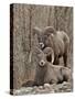 Two Bighorn Sheep (Ovis Canadensis) Rams During the Rut, Clear Creek County, Colorado, USA-James Hager-Stretched Canvas