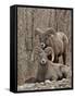 Two Bighorn Sheep (Ovis Canadensis) Rams During the Rut, Clear Creek County, Colorado, USA-James Hager-Framed Stretched Canvas