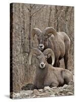 Two Bighorn Sheep (Ovis Canadensis) Rams During the Rut, Clear Creek County, Colorado, USA-James Hager-Stretched Canvas