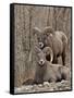 Two Bighorn Sheep (Ovis Canadensis) Rams During the Rut, Clear Creek County, Colorado, USA-James Hager-Framed Stretched Canvas