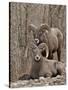 Two Bighorn Sheep (Ovis Canadensis) Rams During the Rut, Clear Creek County, Colorado, USA-James Hager-Stretched Canvas