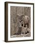 Two Bighorn Sheep (Ovis Canadensis) Rams During the Rut, Clear Creek County, Colorado, USA-James Hager-Framed Photographic Print