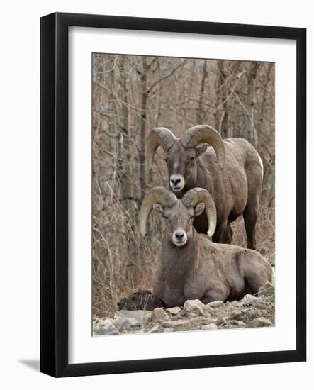 Two Bighorn Sheep (Ovis Canadensis) Rams During the Rut, Clear Creek County, Colorado, USA-James Hager-Framed Photographic Print