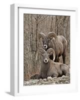 Two Bighorn Sheep (Ovis Canadensis) Rams During the Rut, Clear Creek County, Colorado, USA-James Hager-Framed Photographic Print