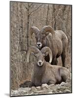 Two Bighorn Sheep (Ovis Canadensis) Rams During the Rut, Clear Creek County, Colorado, USA-James Hager-Mounted Photographic Print