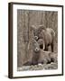 Two Bighorn Sheep (Ovis Canadensis) Rams During the Rut, Clear Creek County, Colorado, USA-James Hager-Framed Photographic Print