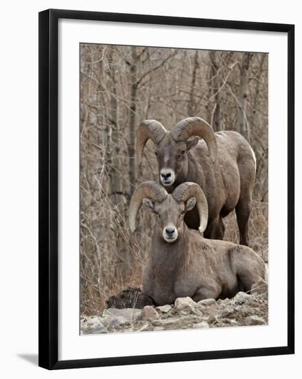 Two Bighorn Sheep (Ovis Canadensis) Rams During the Rut, Clear Creek County, Colorado, USA-James Hager-Framed Photographic Print