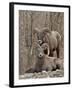 Two Bighorn Sheep (Ovis Canadensis) Rams During the Rut, Clear Creek County, Colorado, USA-James Hager-Framed Photographic Print