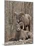 Two Bighorn Sheep (Ovis Canadensis) Rams During the Rut, Clear Creek County, Colorado, USA-James Hager-Mounted Photographic Print