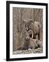 Two Bighorn Sheep (Ovis Canadensis) Rams During the Rut, Clear Creek County, Colorado, USA-James Hager-Framed Photographic Print