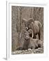 Two Bighorn Sheep (Ovis Canadensis) Rams During the Rut, Clear Creek County, Colorado, USA-James Hager-Framed Photographic Print