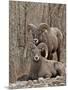 Two Bighorn Sheep (Ovis Canadensis) Rams During the Rut, Clear Creek County, Colorado, USA-James Hager-Mounted Photographic Print