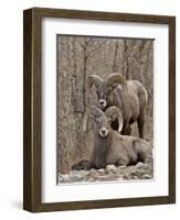 Two Bighorn Sheep (Ovis Canadensis) Rams During the Rut, Clear Creek County, Colorado, USA-James Hager-Framed Photographic Print