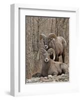 Two Bighorn Sheep (Ovis Canadensis) Rams During the Rut, Clear Creek County, Colorado, USA-James Hager-Framed Photographic Print