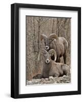 Two Bighorn Sheep (Ovis Canadensis) Rams During the Rut, Clear Creek County, Colorado, USA-James Hager-Framed Premium Photographic Print