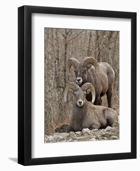 Two Bighorn Sheep (Ovis Canadensis) Rams During the Rut, Clear Creek County, Colorado, USA-James Hager-Framed Premium Photographic Print