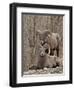 Two Bighorn Sheep (Ovis Canadensis) Rams During the Rut, Clear Creek County, Colorado, USA-James Hager-Framed Premium Photographic Print