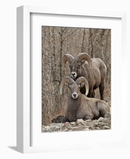 Two Bighorn Sheep (Ovis Canadensis) Rams During the Rut, Clear Creek County, Colorado, USA-James Hager-Framed Premium Photographic Print