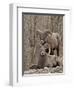 Two Bighorn Sheep (Ovis Canadensis) Rams During the Rut, Clear Creek County, Colorado, USA-James Hager-Framed Premium Photographic Print