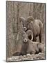 Two Bighorn Sheep (Ovis Canadensis) Rams During the Rut, Clear Creek County, Colorado, USA-James Hager-Mounted Premium Photographic Print