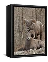 Two Bighorn Sheep (Ovis Canadensis) Rams During the Rut, Clear Creek County, Colorado, USA-James Hager-Framed Stretched Canvas