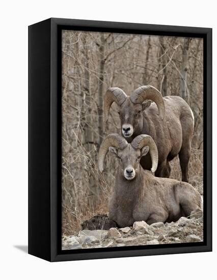 Two Bighorn Sheep (Ovis Canadensis) Rams During the Rut, Clear Creek County, Colorado, USA-James Hager-Framed Stretched Canvas