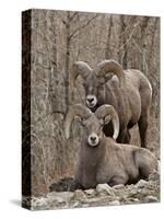 Two Bighorn Sheep (Ovis Canadensis) Rams During the Rut, Clear Creek County, Colorado, USA-James Hager-Stretched Canvas