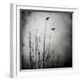 Two Bird Flying Near a Tree-Luis Beltran-Framed Photographic Print