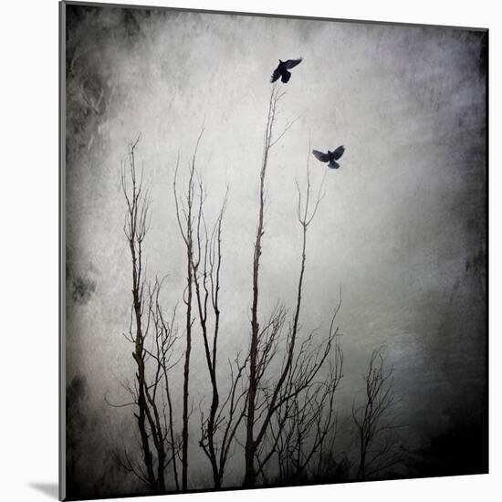 Two Bird Flying Near a Tree-Luis Beltran-Mounted Photographic Print