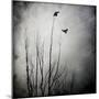 Two Bird Flying Near a Tree-Trigger Image-Mounted Photographic Print