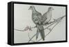 Two Birds on Branch-Rusty Frentner-Framed Stretched Canvas