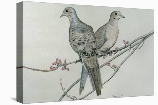 Two Birds on Branch-Rusty Frentner-Stretched Canvas