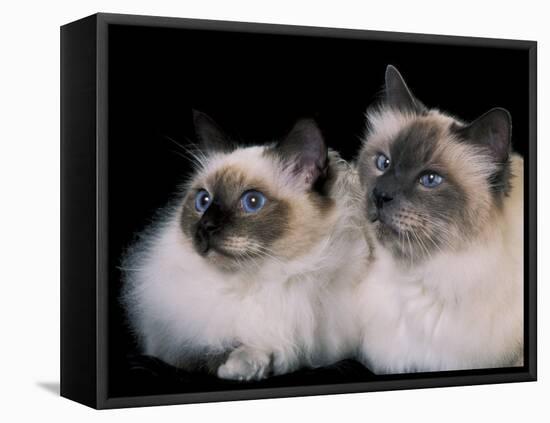 Two Birman Cats Showing Deep Blue Eyes-Adriano Bacchella-Framed Stretched Canvas