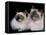 Two Birman Cats Showing Deep Blue Eyes-Adriano Bacchella-Framed Stretched Canvas