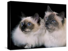 Two Birman Cats Showing Deep Blue Eyes-Adriano Bacchella-Stretched Canvas