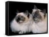 Two Birman Cats Showing Deep Blue Eyes-Adriano Bacchella-Framed Stretched Canvas