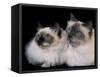 Two Birman Cats Showing Deep Blue Eyes-Adriano Bacchella-Framed Stretched Canvas