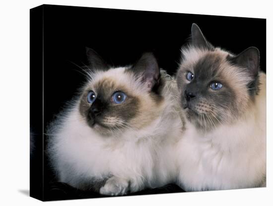 Two Birman Cats Showing Deep Blue Eyes-Adriano Bacchella-Stretched Canvas