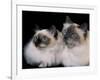 Two Birman Cats Showing Deep Blue Eyes-Adriano Bacchella-Framed Photographic Print