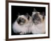 Two Birman Cats Showing Deep Blue Eyes-Adriano Bacchella-Framed Photographic Print