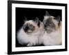 Two Birman Cats Showing Deep Blue Eyes-Adriano Bacchella-Framed Photographic Print