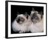 Two Birman Cats Showing Deep Blue Eyes-Adriano Bacchella-Framed Photographic Print