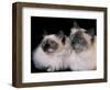 Two Birman Cats Showing Deep Blue Eyes-Adriano Bacchella-Framed Photographic Print