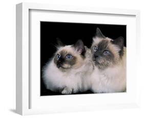 Two Birman Cats Showing Deep Blue Eyes-Adriano Bacchella-Framed Photographic Print