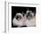 Two Birman Cats Showing Deep Blue Eyes-Adriano Bacchella-Framed Photographic Print